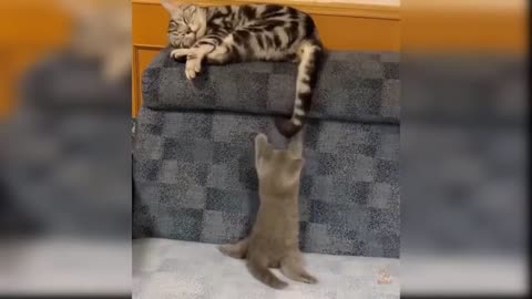 cats Change funny your Mind