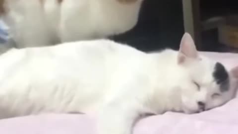funny videos - funny videos animals