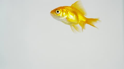Goldfish swimming in clear water against a white background