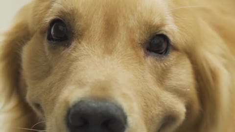 Dog short film - put title in comment