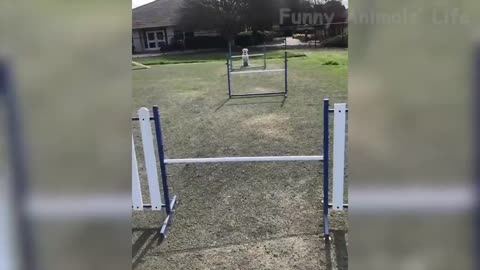 77 Funniest Cats 😹 And Dogs 🐶 Try Not To Laugh Challenge 2020