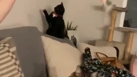 Веселі тварини / Приколі з котами / funny animals jokes with cats