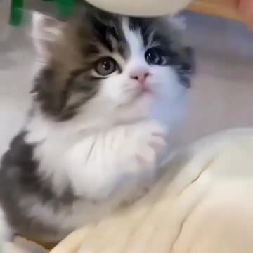 OMG So Cute Cat Video ❤ #cat #shorts