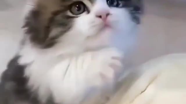 OMG So Cute Cat Video ❤ #cat #shorts