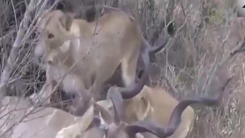 【Wild animals】 Lion combination hunting big deer😆