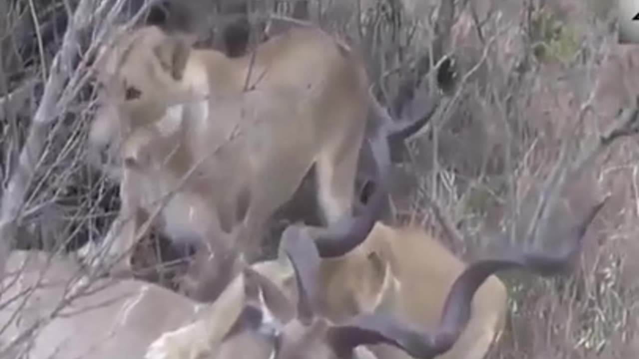 【Wild animals】 Lion combination hunting big deer😆