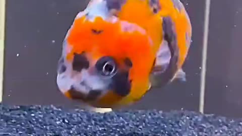 golden fish