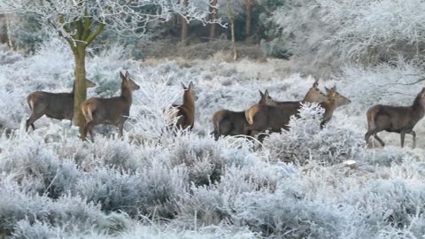 Funny Deer