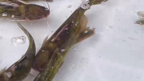 Goldfish swim happily in the fish tank.