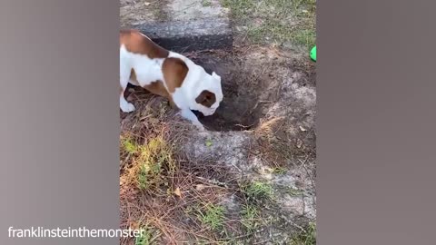 Funny dog