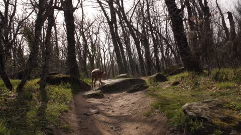Large forest wildlife9