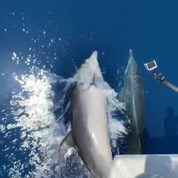 These crazy dolphins ride alongside speeding boat for the camera