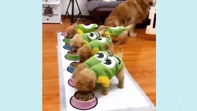 Funny Dog video. You try not laughing