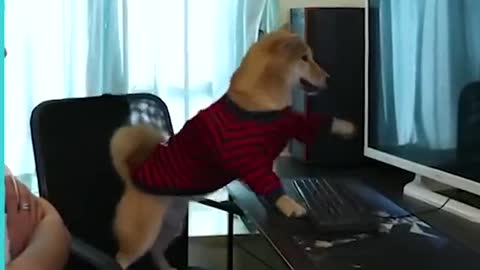 The gamer dog