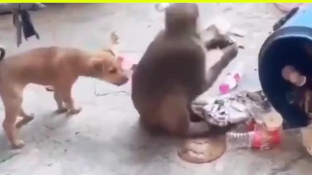 The WWE between a Dog and a Monkey😂😂😂