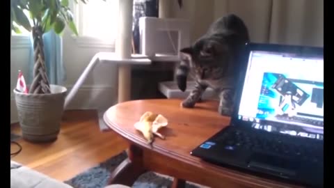 Funny Cat Video 6