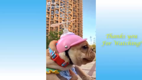 Adorable Pets And Funny Animals Compilation No: Forty Three - Furry Friends Yard