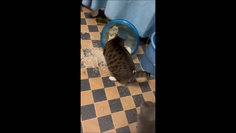 Funny animal videos 2023 - Funny cats/dogs - Funny animals