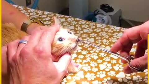 Helping Poor Creatures In Distress