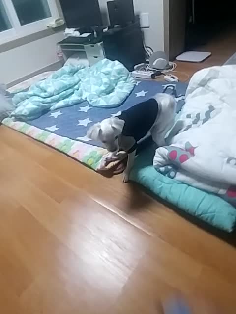 My dog reaction to when I come home