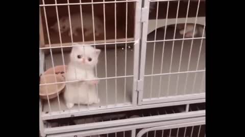 Animal funny videos/Cat funny video/Funny videos/latest funny videos ,best funny videos ,