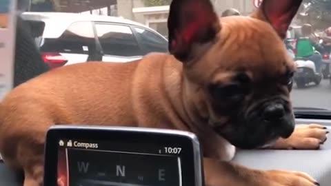 Cutest Frenchies compilation.