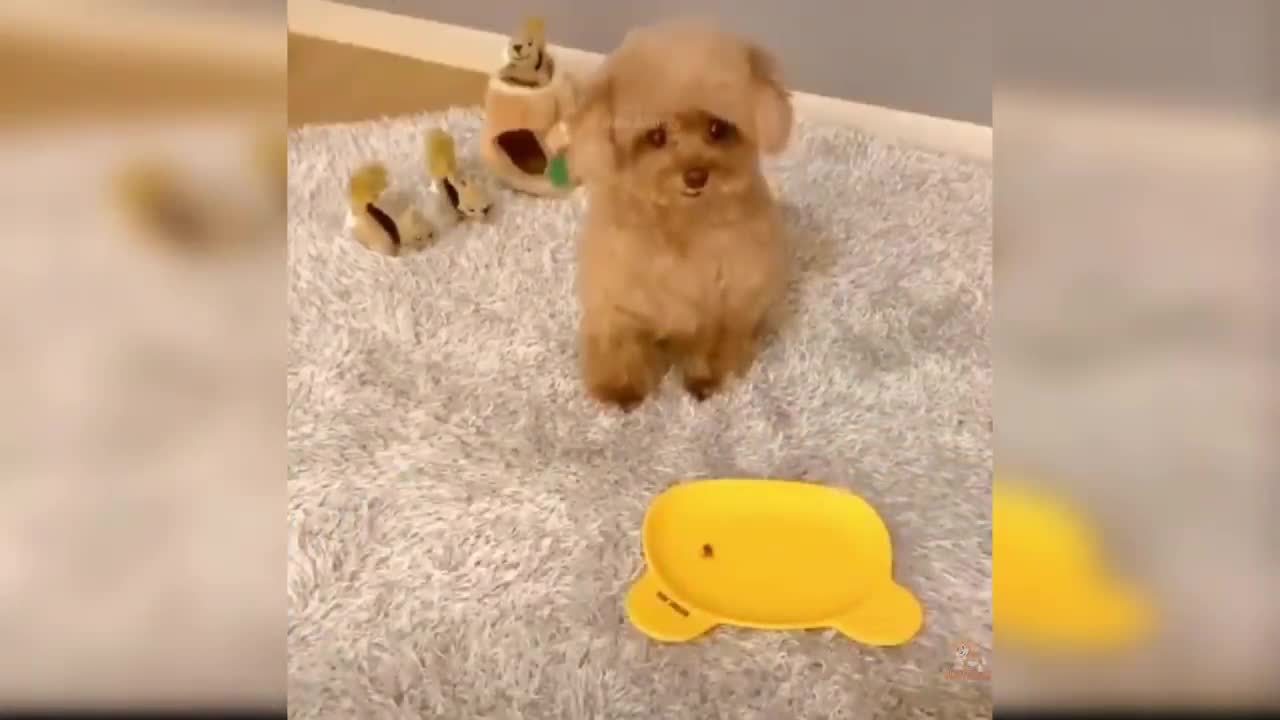 cute and funny dogs 2020