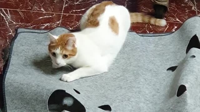 A cat that's hooked on a new toy.