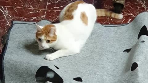 A cat that's hooked on a new toy.