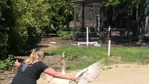 Animal showing their love