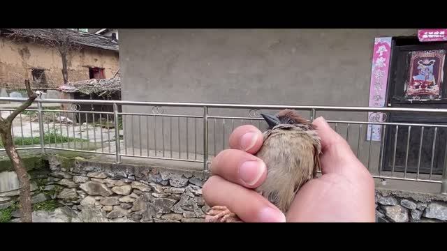 bird