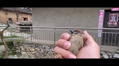 bird