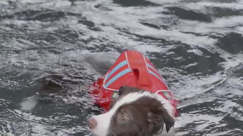 Proper Dog Training Dog A swimming in the pool