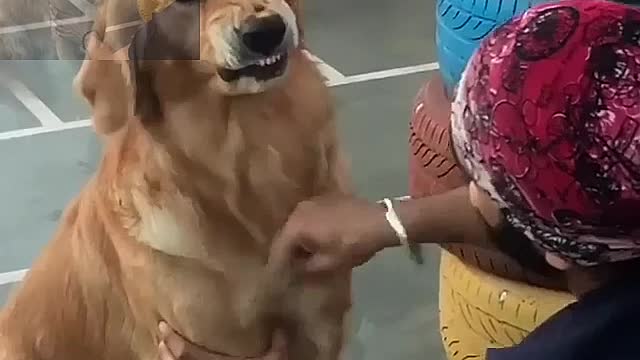 The Dogs don't like to comb their hair