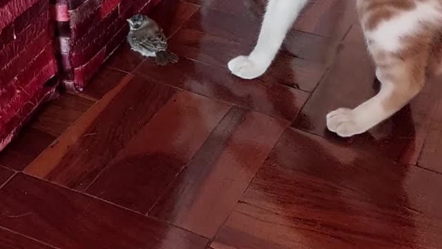 SNOWBALL Cat playing with bird