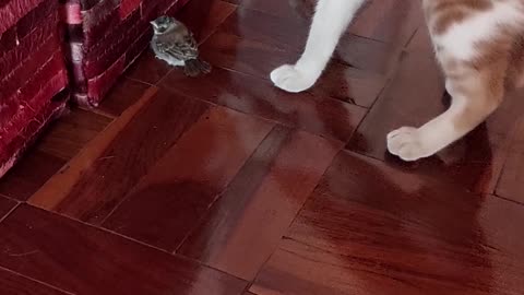 SNOWBALL Cat playing with bird