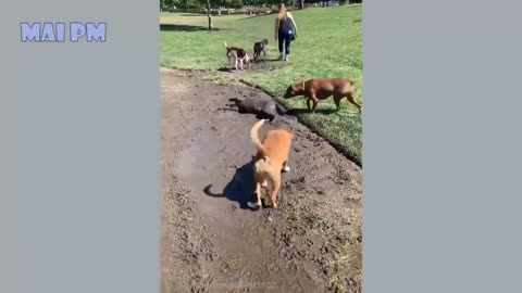 ☺️ Stress relieving dog videos🐕. It's time to watch these cute dogs🐕