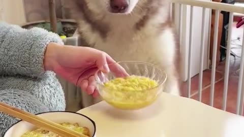 dogs video-4