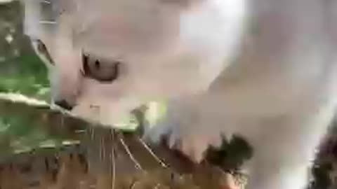 White Cat video