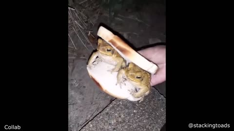 Frog sandwich