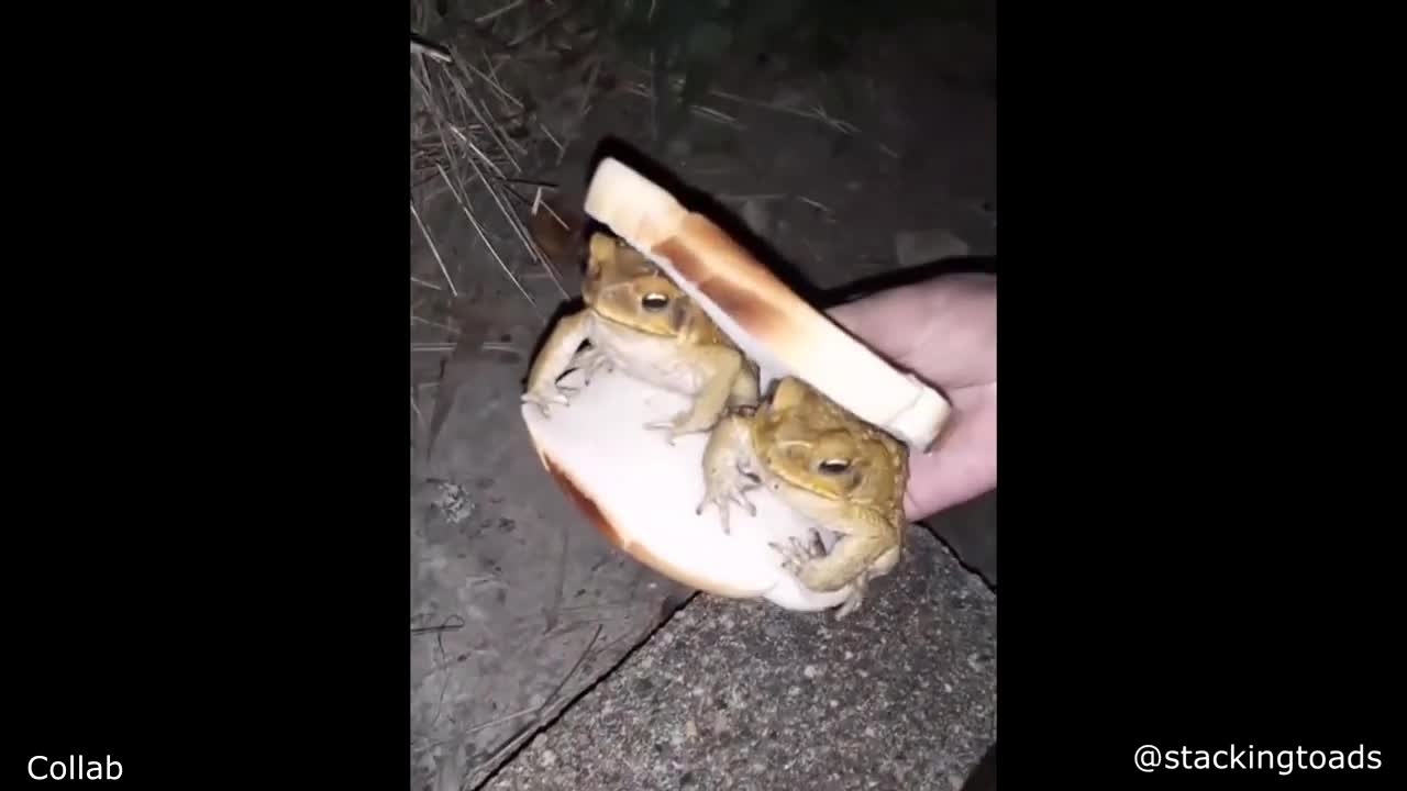 Frog sandwich