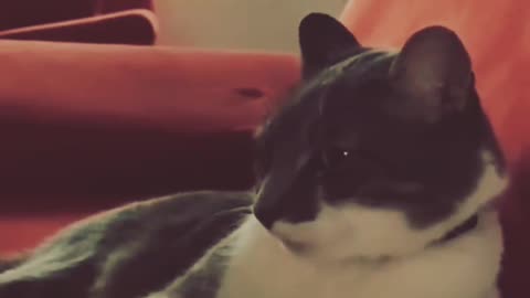 #cat #dogs #animals #reels # Instagram #rumble #tiktok #explore #indian #world #likeandshare #