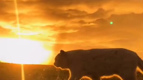Brown cat wakking alone