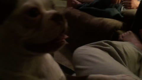 Boston Terrier sounds like a snapping turtle