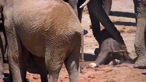 New Baby Elephant Birth