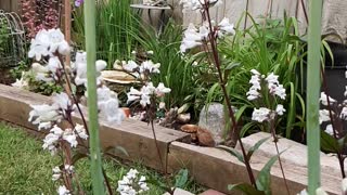 Bumble Bee on White Penstemon