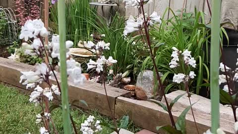 Bumble Bee on White Penstemon