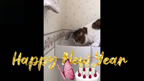 Cat 🐈 😻 is playing with tap water 🚰
