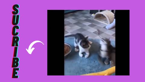 clips of the cutest cats in the world