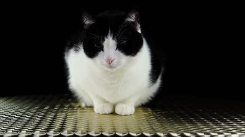Baby cat 2021 ♥ OMG So Cute Cat Sleep ♥ Best Funny Cat Videos 2021 ♥ Baby cat sleep 2021